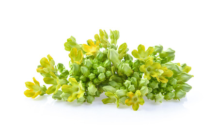 Cowslip creeper on white backgroundの写真素材