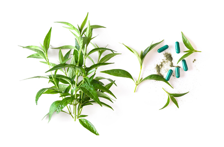 fresh kariyat herb plant and capsule on white background. top viewの写真素材
