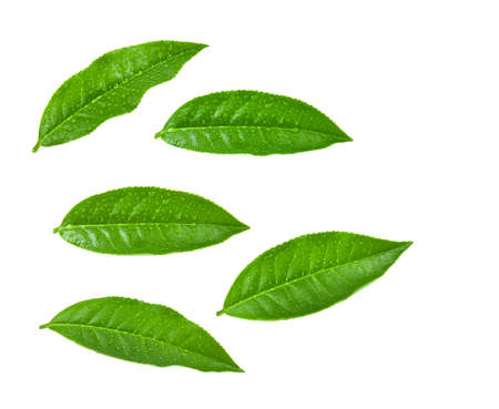 tea leaf on white backgroundの写真素材