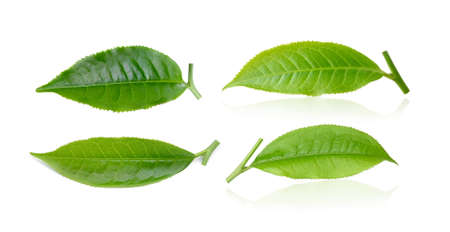 tea leaf isolated on white backgroundの写真素材