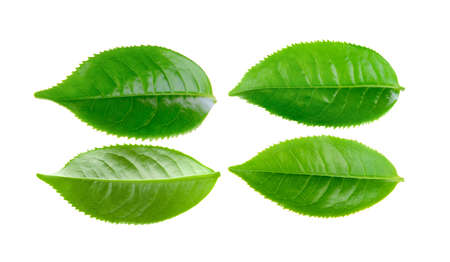 Green tea leaf isolated on white backgroundの写真素材