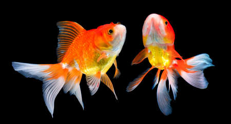 beautiful gold fish on black backgroundの写真素材