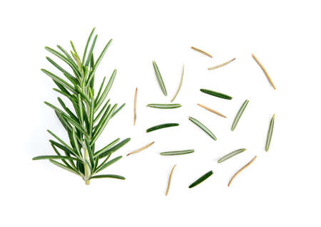 fresh rosemary isolated on white backgroundの写真素材
