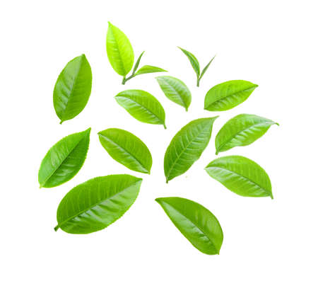 tea leaf isolated on white backgroundの写真素材