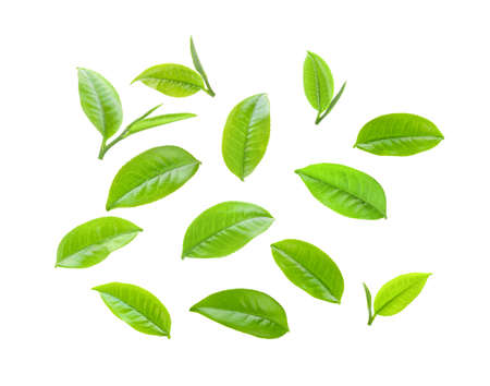 green tea leaf isolated on white backgroundの写真素材