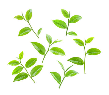 tea leaf isolated on white backgroundの写真素材
