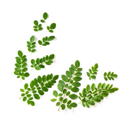 Moringa leaves on white background top viewの写真素材