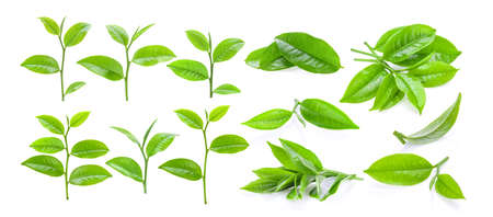 set of young tea leaves isolated on white backgroundの写真素材