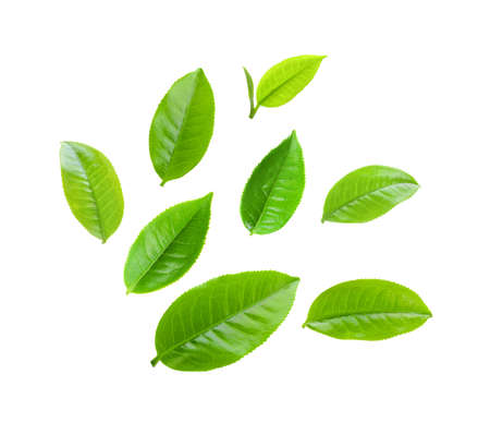 set of tea leaf isolated on white backgroundの写真素材
