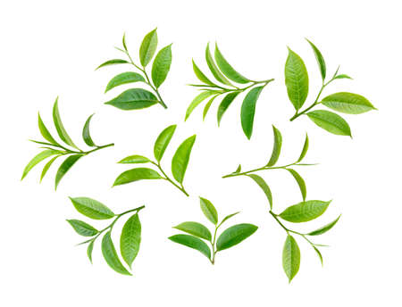 tea leaf isolated on white backgroundの写真素材