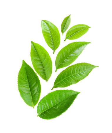 tea leaves isolated on a white backgroundの写真素材