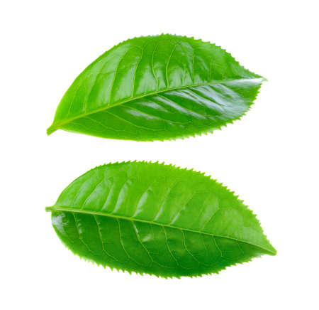 Green tea leaf isolated on white backgroundの写真素材