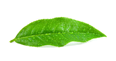 tea leaves with drops isolated on a white backgroundの写真素材