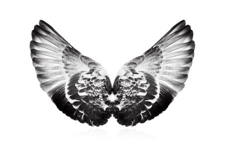 Wings isolated on white backgroundの写真素材