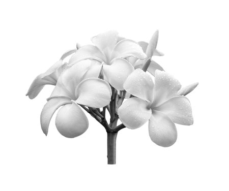 black and white frangipani flower isolated on white backgroundの写真素材