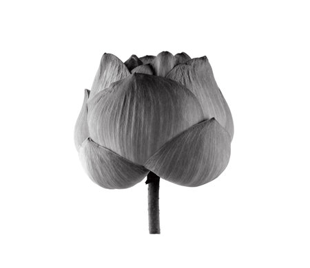 black lotus flower isolated on white backgroundの写真素材