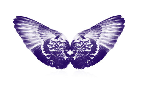 Wings isolated on white backgroundの写真素材