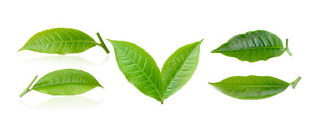 tea leaves isolated on white backgroundの写真素材