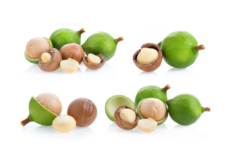 fresh macadamia nuts isolated on white background.の写真素材