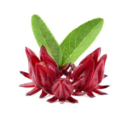 roselle isolated on white backgroundの写真素材
