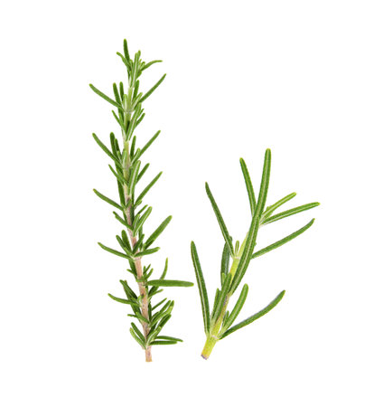 Rosemary isolated on white backgroundの写真素材