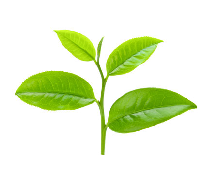 tea leaves isolated on white backgroundの写真素材