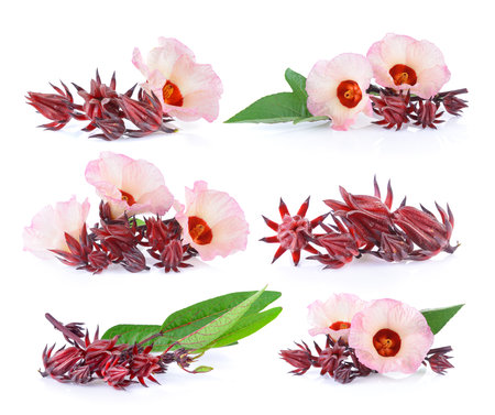 roselle isolated on white backgroundの写真素材