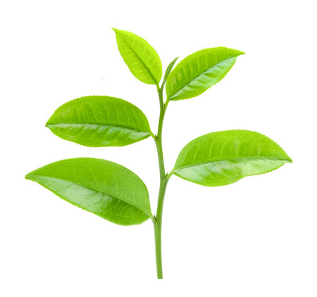 tea leaf isolated on white backgroundの写真素材