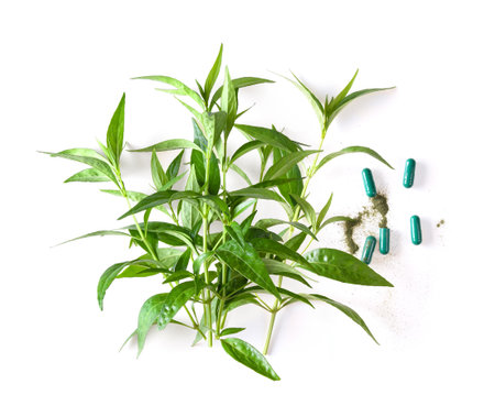 fresh kariyat herb plant and capsule on white background. top viewの写真素材