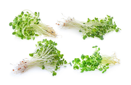 young sunflower sprouts isolated on white backgroundの写真素材