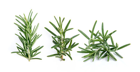 fresh rosemary isolated on white backgroundの写真素材