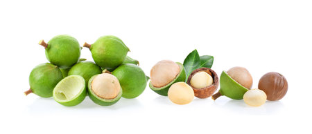 macadamia nuts isolated on white background.の写真素材