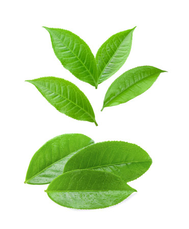 tea leaf isolated on white backgroundの写真素材
