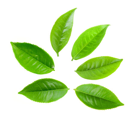 Green tea leaf isolated on white backgroundの写真素材