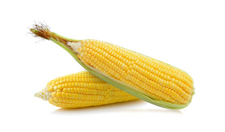 corn isolated on white backgroundの写真素材