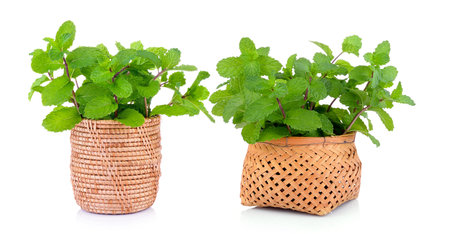 mint in the basket on white backgroundの写真素材