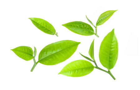 green tea leaf isolated on white backgroundの写真素材