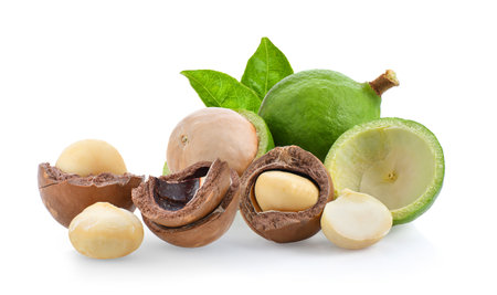 macadamia nuts isolated on white background.の写真素材
