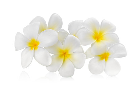 frangipani flower isolated white backgroundの写真素材