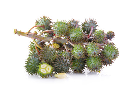 Castor oil plant on white backgroundの写真素材