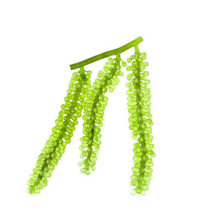 Sea grapes ( green caviar ) seaweed on white backgroundの写真素材