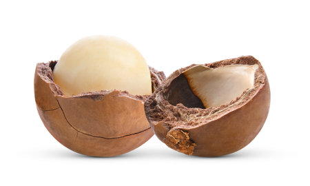Macadamia nuts isolated on white backgroundの写真素材