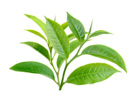 Green tea leaf isolated on white backgroundの写真素材