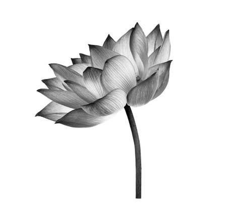 black lotus flower isolated on white backgroundの写真素材