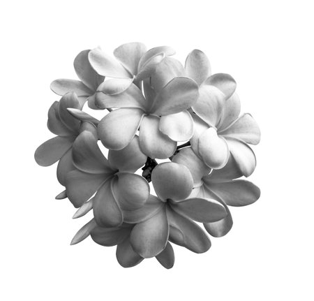 black and white tropical flowers frangipani (plumeria) isolated on white backgroundの写真素材
