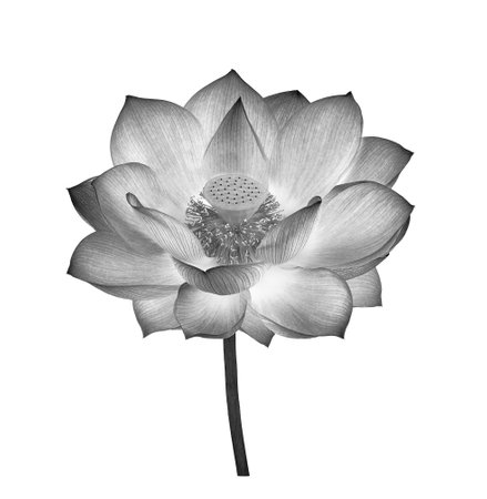Lotus in black and white isolated on white backgroundの写真素材