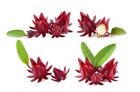 roselle isolated on white backgroundの写真素材