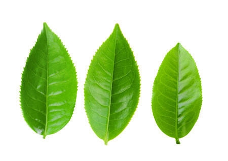tea leaf isolated on white backgroundの写真素材