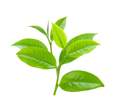 tea leaf isolated on white backgroundの写真素材