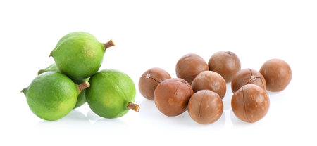fresh macadamia nuts isolated on white background.の写真素材